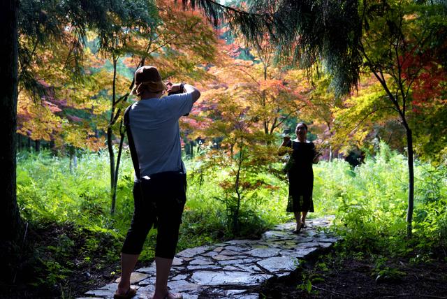鹤峰：红枫漫林间 夏日纳凉天