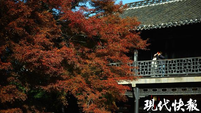 冬季限定美景，扬州何园的鸡爪槭红了
