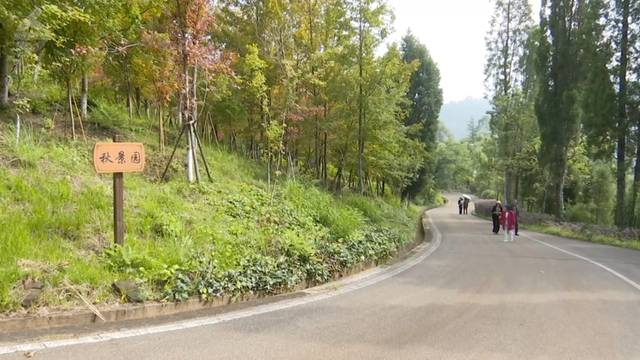 200亩枫海，11月初红艳上线！快来海口林场赏 “秋日大片”