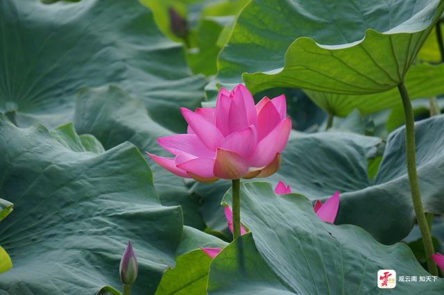 弥勒：“荷叶田田”夏意浓