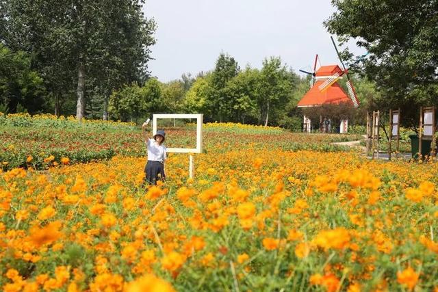 硫华菊、百日草、向日葵，济南植物园初秋花海已“上线”