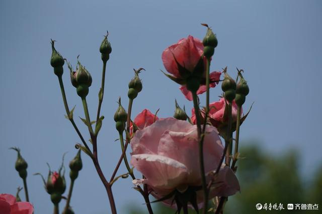 百花齐放，中山公园美景看不够