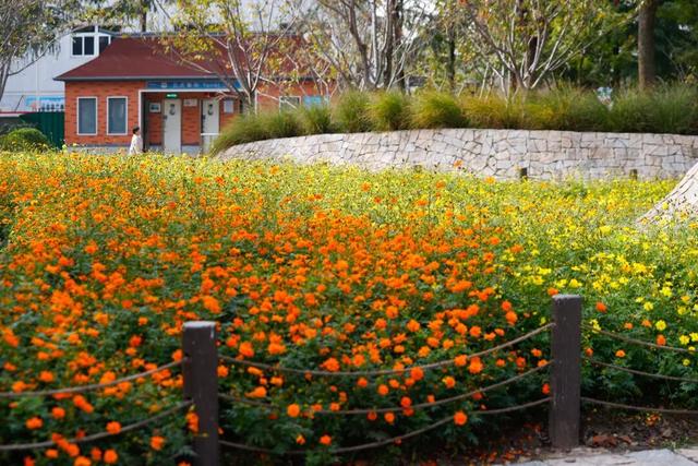 松江这里的健身步道变身金色走廊，快来打卡→