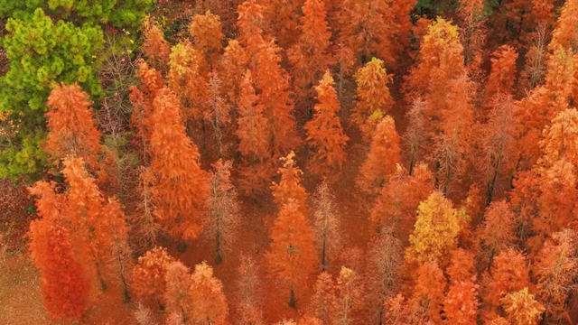 冬日限定！弋阳龟峰百年红杉林正红艳，邂逅一片“火焰童话”