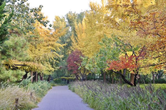 彩叶变色率超85%，玉渊潭公园推出四大赏秋打卡点位