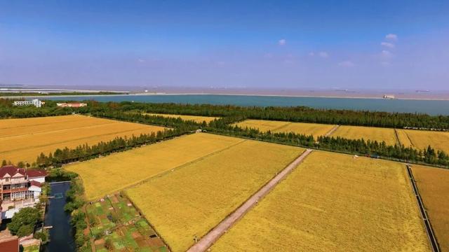 2025年宝山区丰收节暨“幸福宝山路 魅力乡村行”宝山职工徒步赛即将开赛！