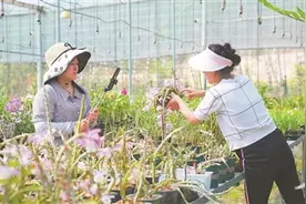 云南龙陵：石斛花开促振兴图片