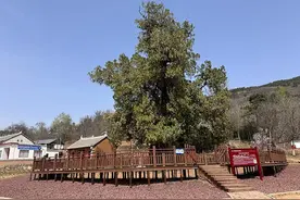 陕西古树巍然屹立五千年，见证中华文明薪火相传图片