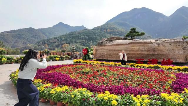 不是花中偏爱菊，此花开尽更无花！保康五道峡景区菊开成海