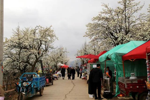 云新闻观察丨从山野美景到旅创IP，云南梨花太会开了