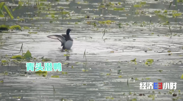 河南：大河之南 绿润中原