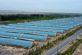 【新质新造】“新”农人提起戈壁农业“金篮子”图片