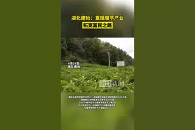 湖北建始：重振魔芋产业，拓宽富民之路图片