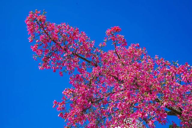 7000㎡粉黛花海+ “粉色童话世界”！深圳秋天必打卡→