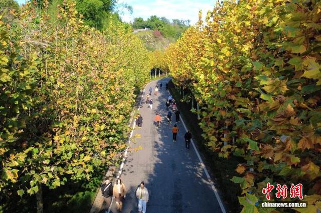 大自然的冬日画作 重庆园博园色彩斑斓美如画