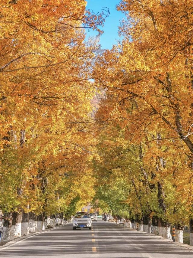 听说放秋假了？新都桥这波秋日余温太美了
