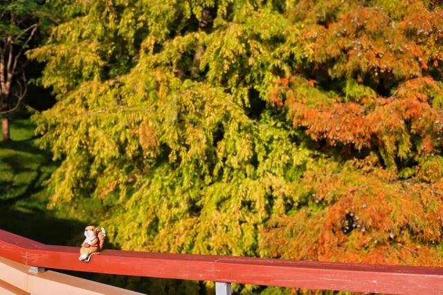 进入观赏期！广州的落羽杉，红了