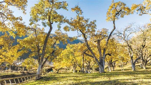 当梨园披上冬日的霜