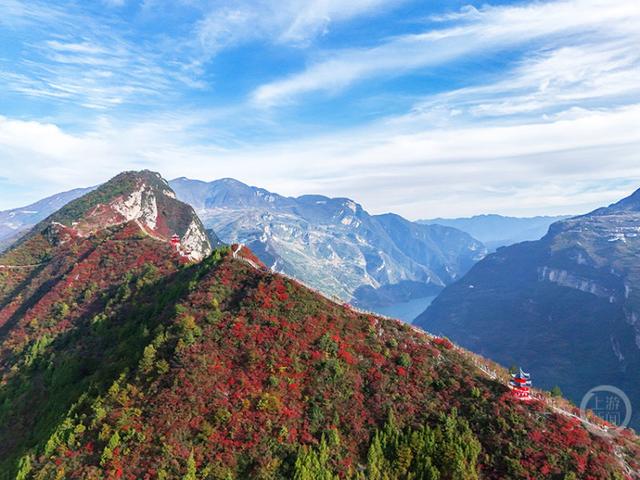 重庆巫山“三峡龙脊”红叶迎来观赏期