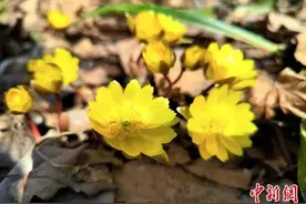 中国北疆兴凯湖畔冰凌花破冰绽放图片