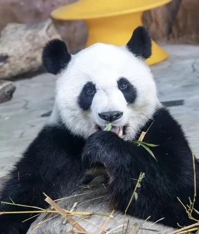双节同庆 乐游南宁 | 2025中秋国庆嗨玩绿城线路来啦！这个假期就约在南宁吧