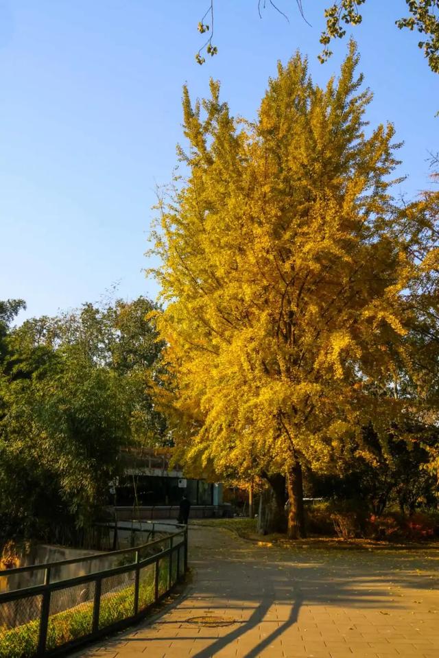 当立冬遇见金秋，北京动物园赏秋打卡攻略