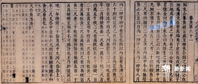 走进青田稻鱼共生博物馆，解码千年江南稻作密码
