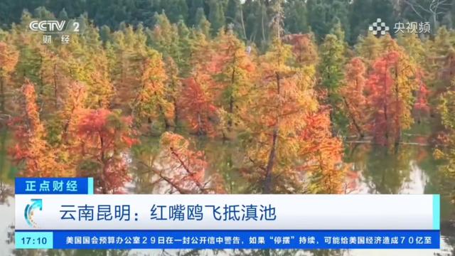 跟着央视三大频道一起赏昆明“限定款”秋色