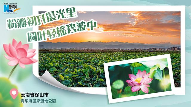 云南夏日赏荷图鉴