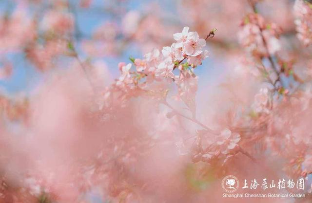申城樱花季启幕！辰山植物园河津樱本周进入最佳观赏期