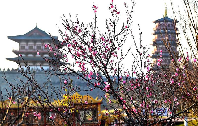 快出门！今年梅花开好啦，就是这么早！