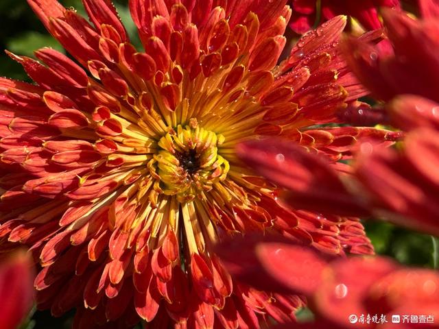 金秋菊展游人如织