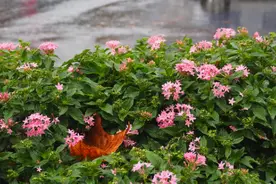 果然视频|济南深秋雨连绵，冷风冷雨冷煞人！图片
