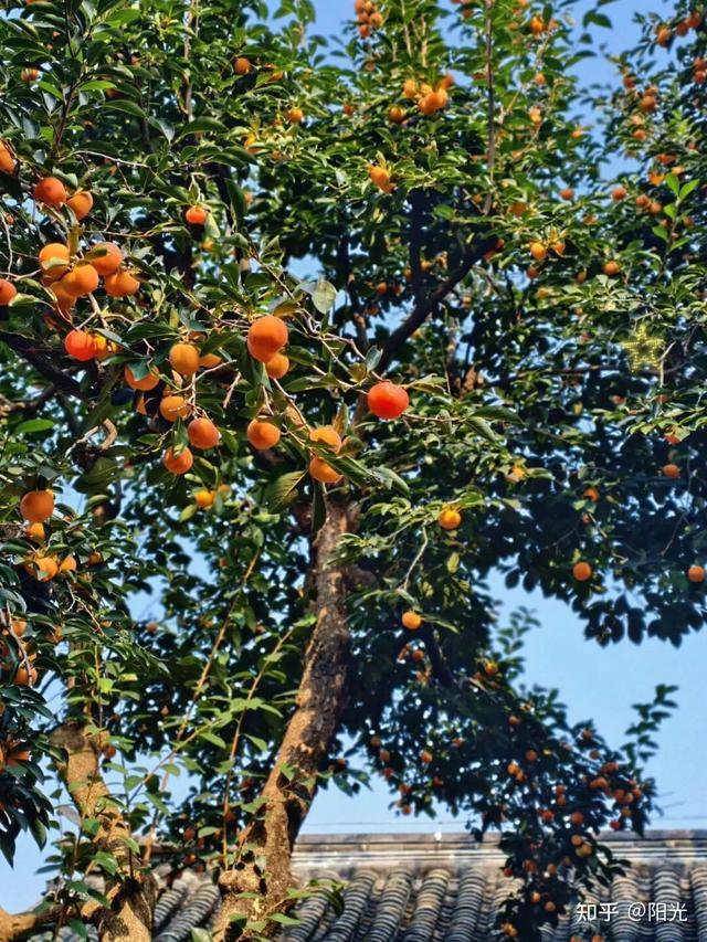 如何描述“北京的秋”？这是一期有温度的推送……