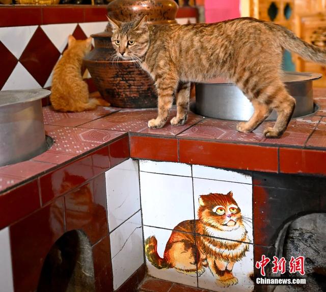 人这一辈子，一定要去一趟把猫当家人的乡城！