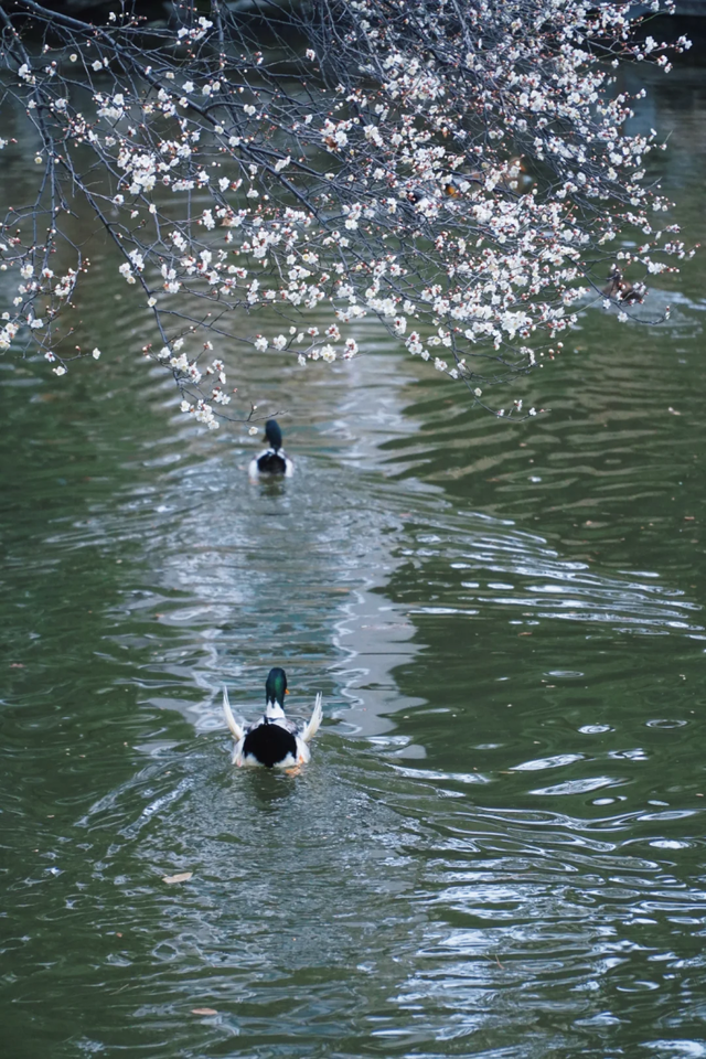 临水白梅盛开！在上海这个公园免费打卡→