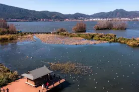 “高原明珠”滇池展新颜图片