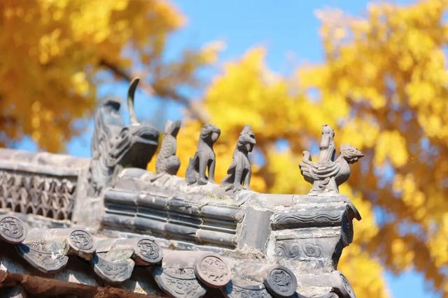 千年莒县银杏树！这一眼惊艳时光，高清大图超治愈