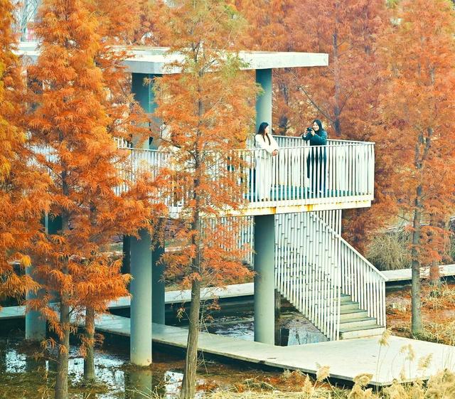 郑州冬日顶流！这里的水杉林红成童话(8条公交线路直达)！