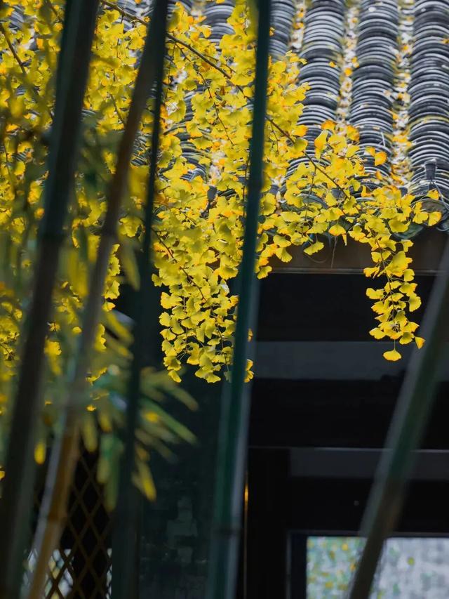 金灿灿！成都人的“顶流”上线，错过等一年！