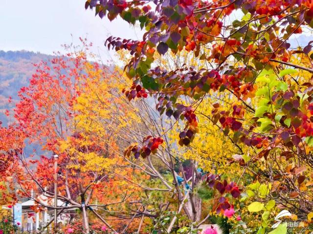 组图丨泰山天外村新植乌桕叶正红 这才是初冬该有的样子