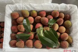 海南这类品种荔枝已少量上市图片