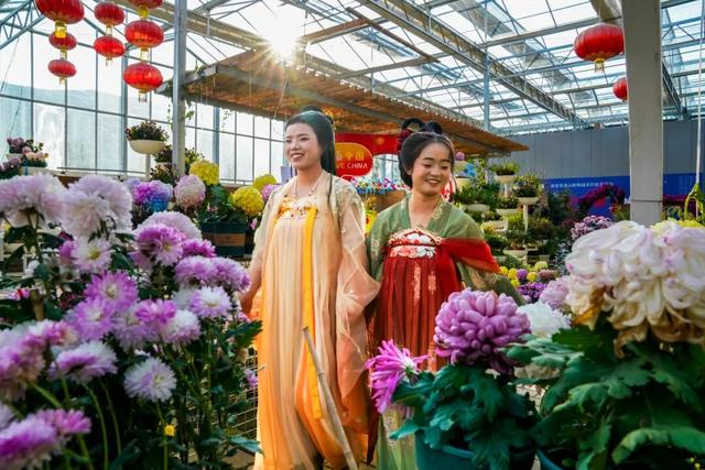 图说定西 | 深秋和菊花的浪漫邂逅