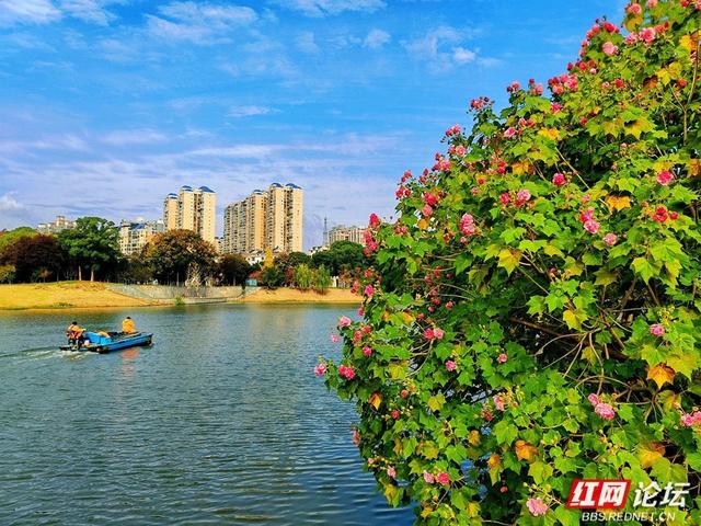 岁暖时刻丨在常德的初冬里，邂逅一场与“拒霜花”的温暖相遇