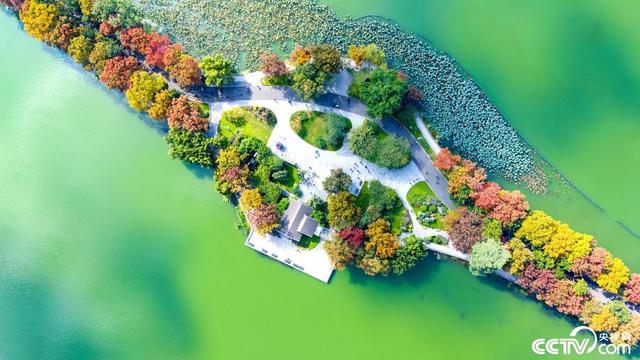 南京玄武湖彩叶树种染秋“上色”