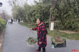 成都嬢嬢说英语卖水果火了：词典、路标都是“老师”，自称有公司找上门签约图片