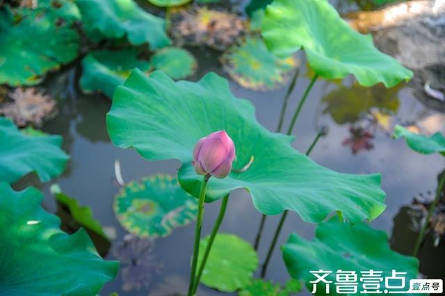 南山这处民宿可赏荷塘月色