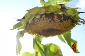 千城百县看中国｜内蒙古鄂尔多斯：在希望的田野上唱响丰收之歌图片