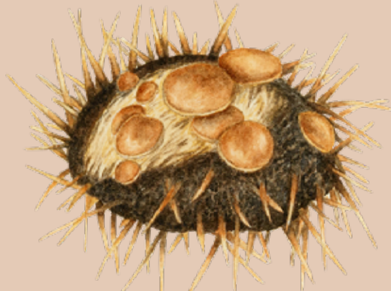 拥有超500万物种的“真菌王国”是什么样的？