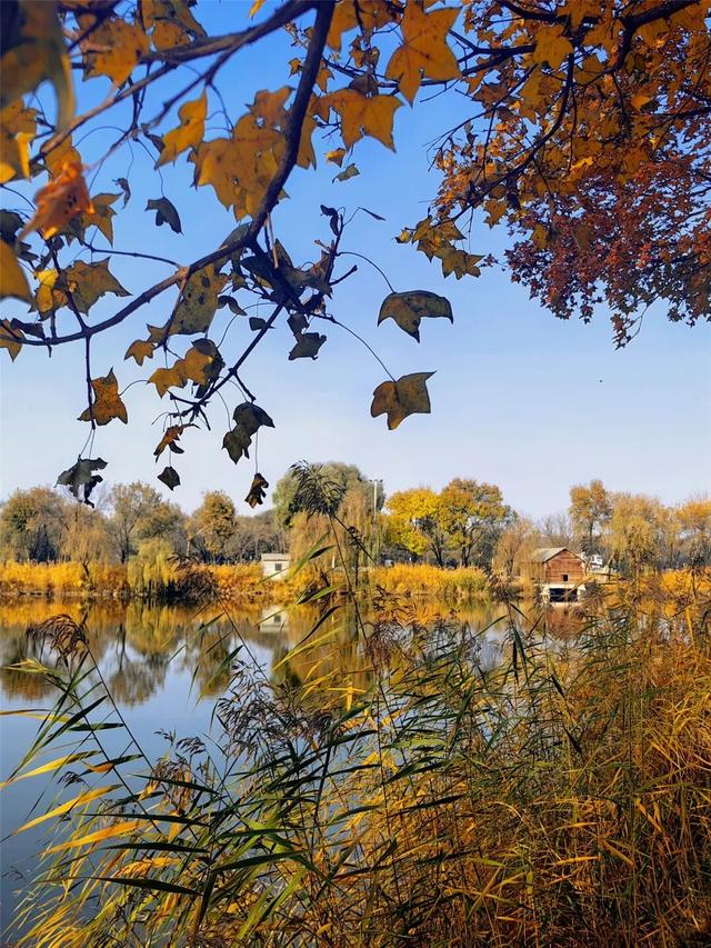 一键Get√氛围感！来这里，将海淀的秋收在镜头中——